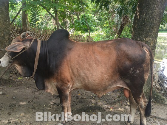 দেশি শাহিয়াল